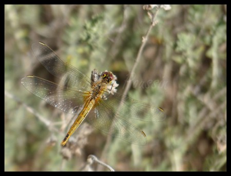 Sympétrum à nervures rouges - Sympetrum fonscolombii femelle